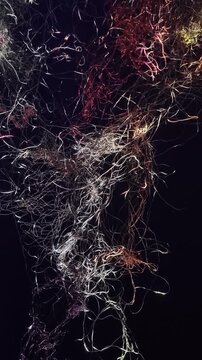 Light reveals branching roots suspended in dark water during a nighttime underwater view