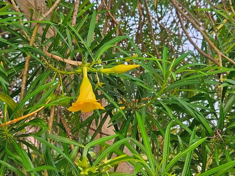Yellow oleander flower blooming among dense thin green leaves on a tree branch outdoors in bright natural light.