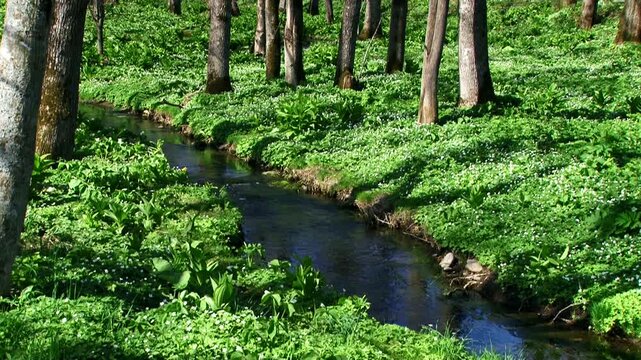 草花と小川