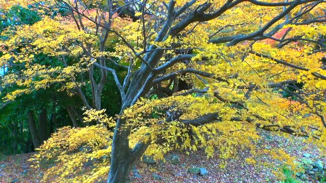 紅葉