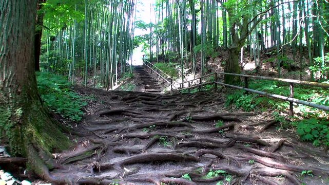 中尊寺の竹林と参道　