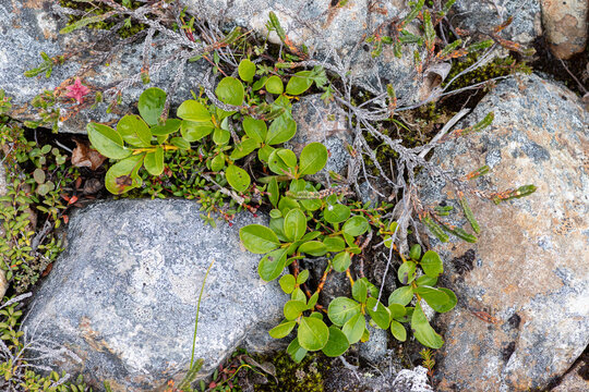 Salix chamissonis Chamisso willow and Cassiope on rocky ground, Kluchevaya River, Chukotka, Russia