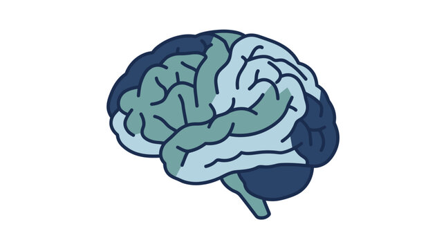 Human brain anatomy vector illustration for educational and medical