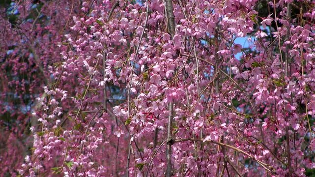 弘前公園　しだれ桜