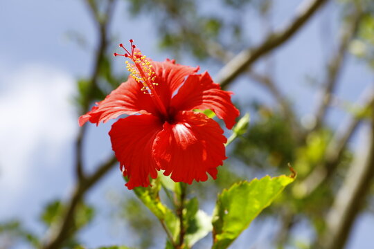 Blooming red hibiscus flower against sunny sky.