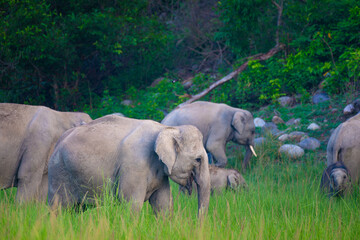 A herd of wild Asian elephants gathers closely together in Corbett National Park, Uttarakhand, capturing a peaceful moment of social bonding in their natural forest habitat. © Rohit Beniwal