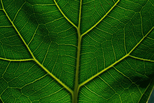 Macro view of a green ficus leaf showing detailed vein structure