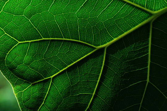 Close look at leaf of ficus plant showing details of structure and texture