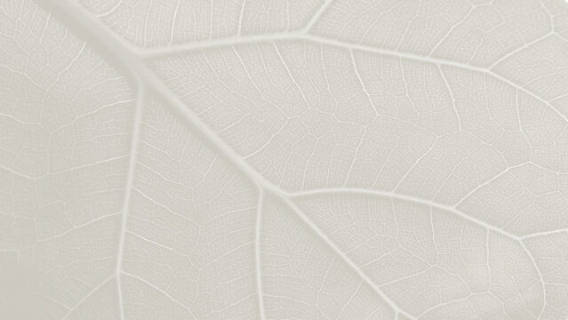 Macro view of a monocolor luxe beige  ficus leaf showing detailed texture and patterns