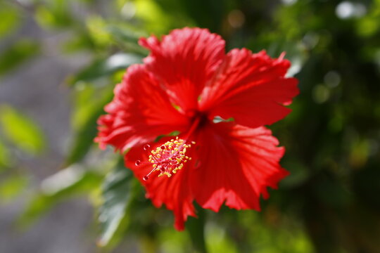 Vibrant red hibiscus flower blooming with shallow depth of field.