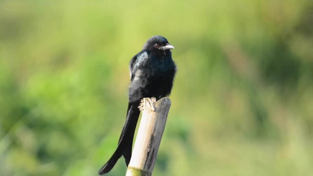 Black Drongo Perched on Bamboo Stick Looking Around in Sunlight