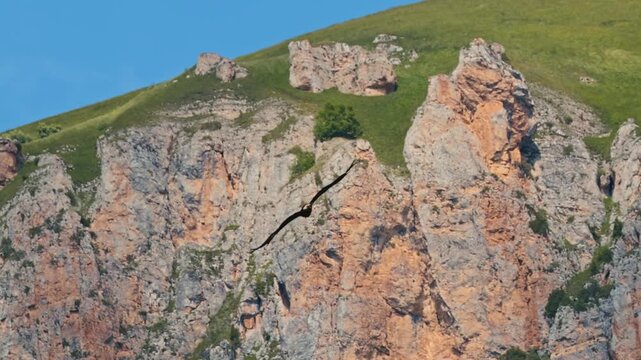 Eastern imperial eagle lat. Aquila heliaca, flying against a clear blue sky, captured in slow motion. A large bird of prey hovers in search of prey..