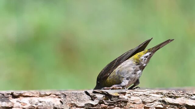 A female Crossbill (Loxia curvirostra) drinking water from a log.