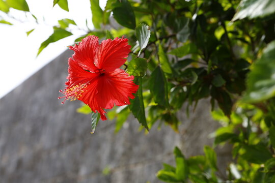 Red hibiscus flower blooming in front of stone wall.