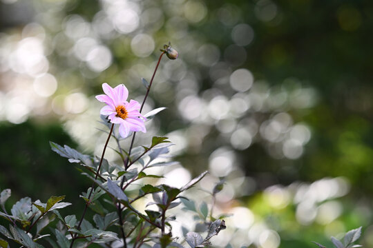 Elegant dahlia blossom on left with glowing bokeh background copy space