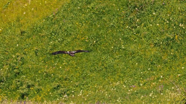 Eastern imperial eagle lat. Aquila heliaca, flying above the mountain meadow, captured in slow motion. A large bird of prey hovers in search of prey..