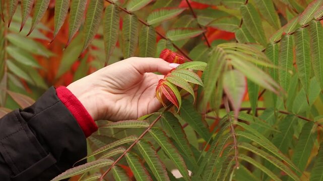 A woman's hand gently touches the bright autumn leaves of a sumac tree. Autumn walk in the park, concept of harmony with nature and seasonal changes. Autumn background with green and red leaves
