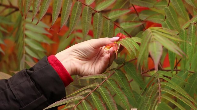 A woman's hand gently touches the bright autumn leaves of a sumac tree. Autumn walk in the park, concept of harmony with nature and seasonal changes. Autumn background with green and red leaves