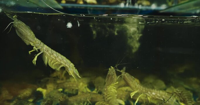 Giant Mantis Shrimp Swimming in Live Seafood Tank