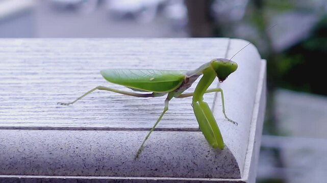 Close-up of a praying mantis outdoors.