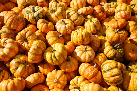 Pile of striped and speckled mini pumpkins in bright autumn sunshine
