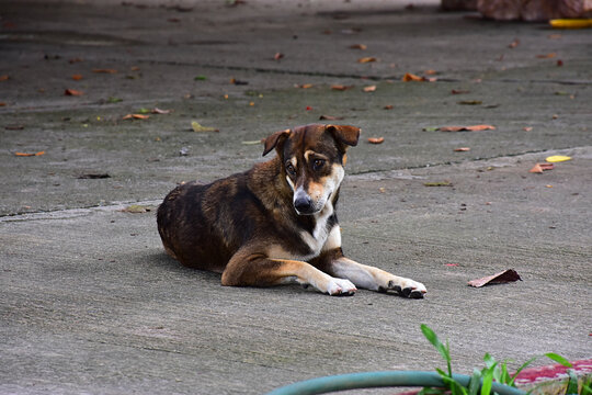 Sad stray dog lying on concrete ground, ideal for animal welfare, pet adoption campaigns, rescue blogs, and stray animal protection.