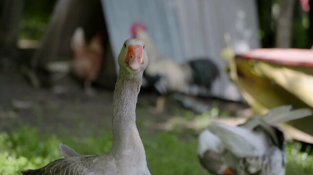 Close up shot of a grey domestic goose looking directly into the camera with chickens and a rooster blurred in the background on a sunny day.