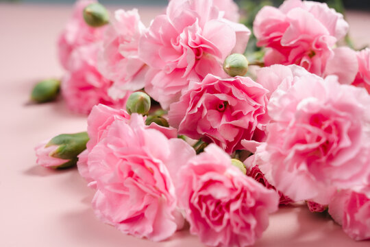 Pink carnation flower on blush pink background with copy space, floral template