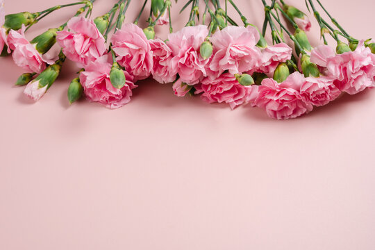 Pink carnation flowers on pink background with copy space, floral template