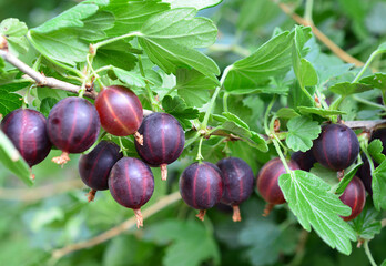 Fresh Dark Purple Gooseberries on Branch in Garden, macro © Irina