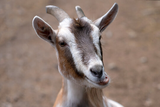 Close-up portrait of a funny brown and white goat with an open mouth.