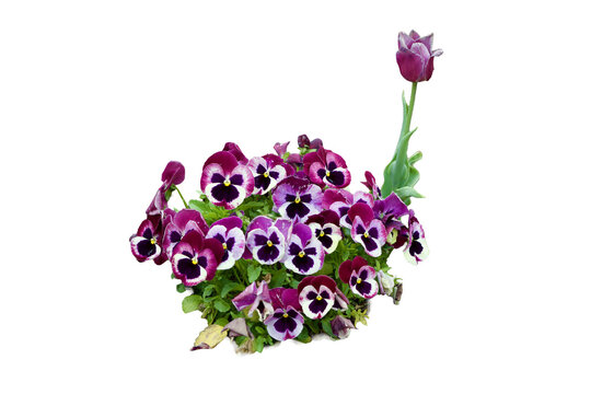 bouquet of pansies with one tulip rising above Isolated on transparent background 