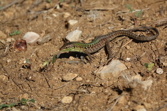 the Italian wall lizard (Podarcis siculus) in the process of eating a grasshopper it has captured