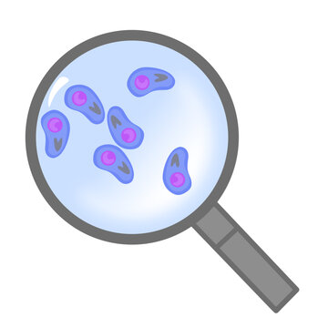 Toxoplasma gondii Under the Microscope