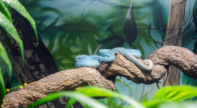 blue white lipped pit viper. Trimeresurus insularis, aka Lesser Sunda Islands pit viper. venomous pit viper species endemic to Southeast Asia