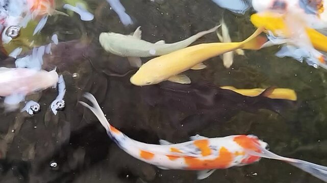 High angle photograph of colorful koi fish and goldfish swimming together in a clear freshwater pond. Ideal background for aquarium, nature, and pet care concepts.