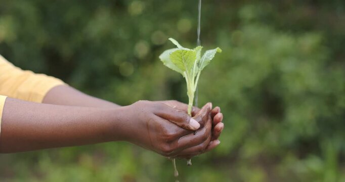 Water is falling from above, soaking seedling cradled in cupped hands in garden to water plant