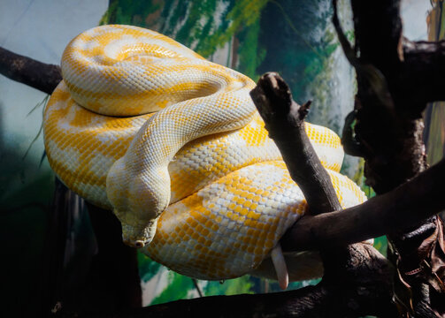 rare albino diamond python, in captivity. aka Morelia spilota spilota