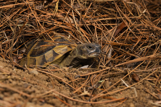 A tortoise hiding in pine needles. A turtle in pine needles. A tortoise in a forest. Animals in the wild. Forest tortoise