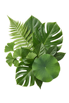 Creative layout of assorted green tropical and temperate leaves