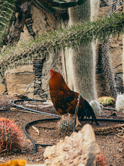 rooster standing among cacti  © by Natallia