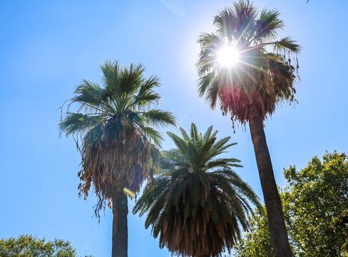 Sun shining through palm trees in blue sky