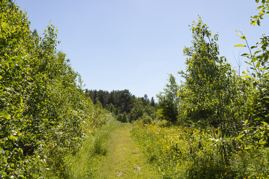 A scenic path among green trees, bushes, grass, and yellow flowers showcasing the nature of northern Russia.