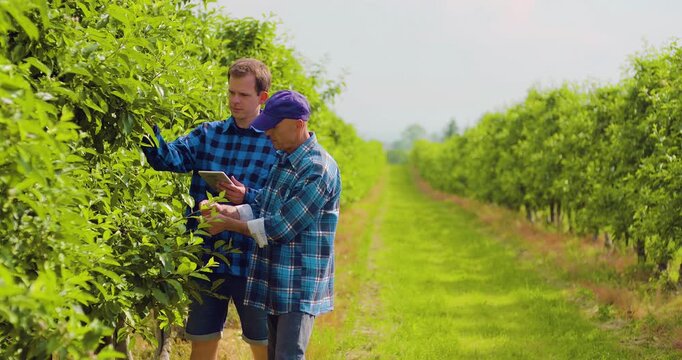 Two men inspecting fruit trees along a grassy orchard path