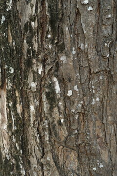 Close-up texture of rough, aged tree bark featuring deep grooves, brown and grey tones, and natural patches of white lichen and dark green moss. Perfect for nature, background, and organic design