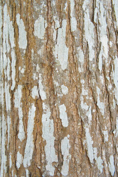 Detailed view of natural tree bark showing distinctive mottled pattern with white patches and brown vertical grooves. Perfect background or texture for nature, environment, and organic design concepts