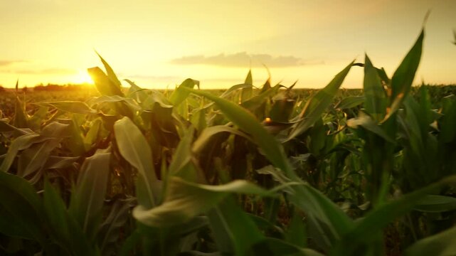 The camera moves slowly among corn field at sunset