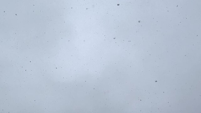 Real snow falls on the camera. Grey winter sky with gentle snowfall. 