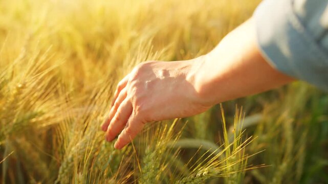 Female hand touches ripe ears of wheat at sunset. Slow motion