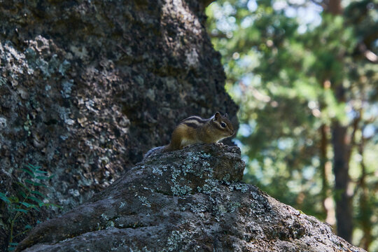 Chipmunk perched on lichen covered rock at base of large tree trunk in dappled forest light, alert profile view facing right